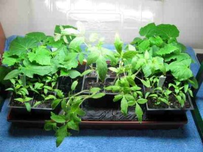 Tips for Successful Seed Starting Image